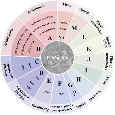 Using Wolbachia to control rice planthopper populations: progress and challenges